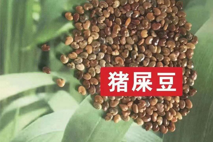 常用的護(hù)坡灌木種子有哪些？