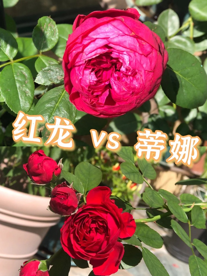 紅色龍沙寶石和佛羅侖蒂娜哪個(gè)好？