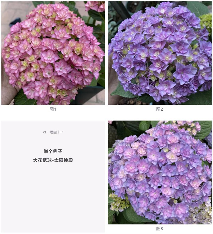 繡球花種植養(yǎng)護(hù)需要注意事八大事項(xiàng)