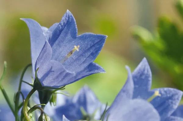 秋季播種春季開花的草花品種推薦