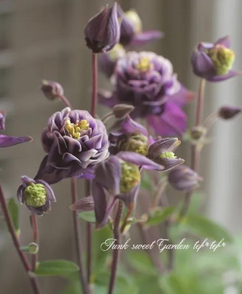 秋季播種春季開花的草花品種推薦