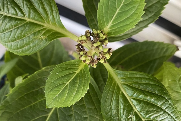 繡球花苞發(fā)霉變黑是什么原因？