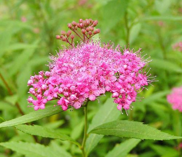 繡線菊