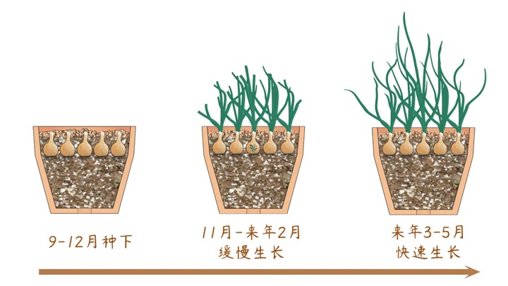 風(fēng)雨蘭終極爆花種植方法（多圖干貨）