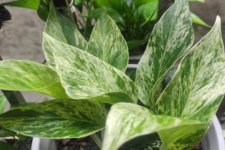 大理石皇后（Pothos 