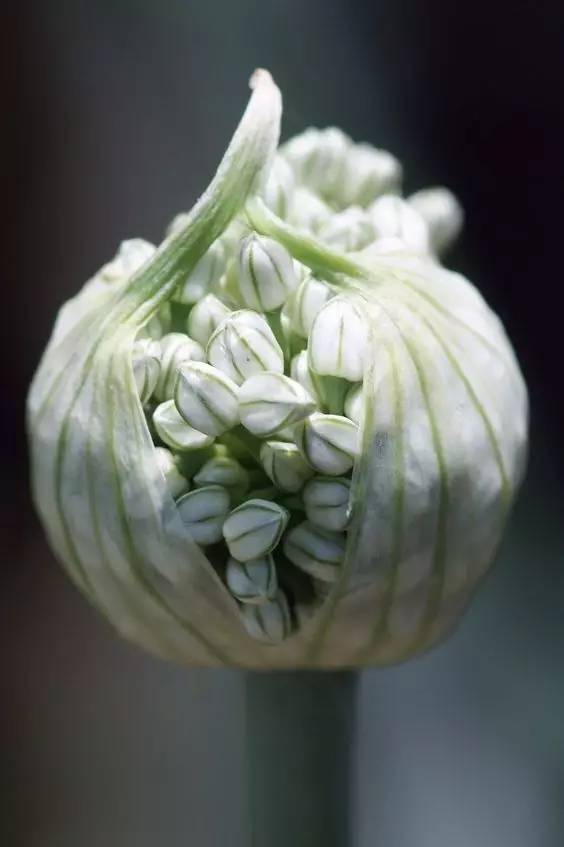 哪些花園植物具有驅(qū)蚊功效？