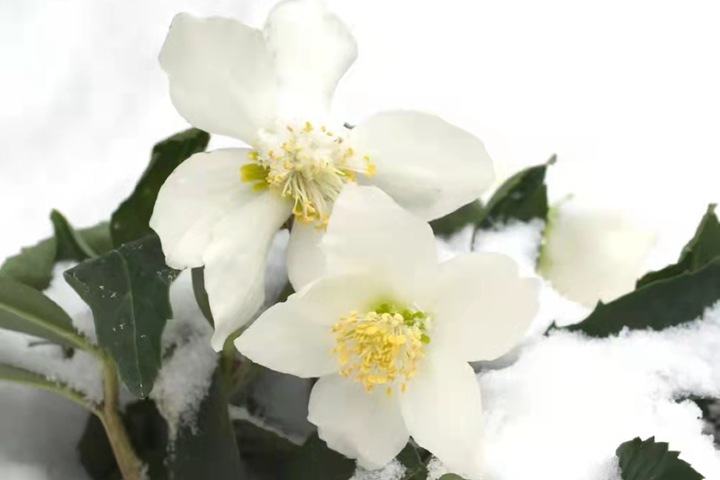 鐵筷子冬日戀歌（Helleborus niger）