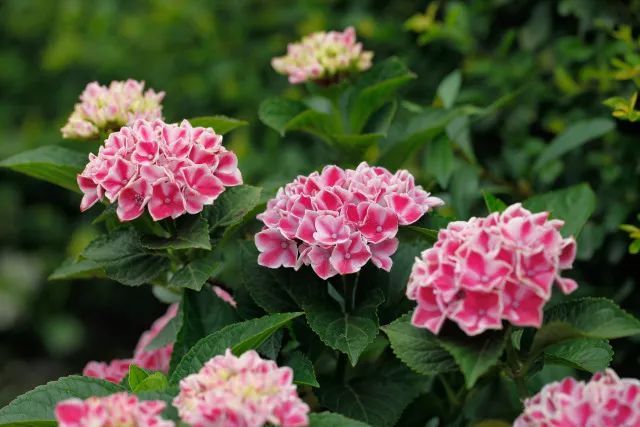 冬季花園里的繡球清園