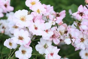 賣(mài)花女/賣(mài)花姑娘FlowerGirl