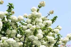 中華木繡球幾月開(kāi)花，一年開(kāi)幾次花