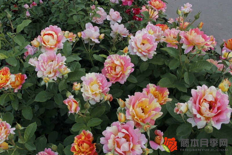 熙篤會之花Rose des Cisterciens