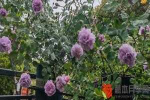 藍(lán)色陰雨月季一年開(kāi)幾次花