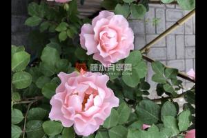 達(dá)芙妮月季優(yōu)缺點分析