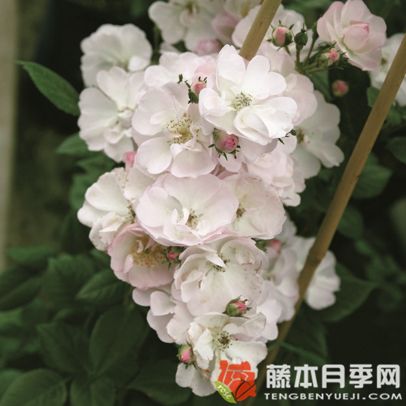 不眠羞澀Perennial Blush