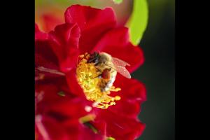 紅色蜜蜂樂園