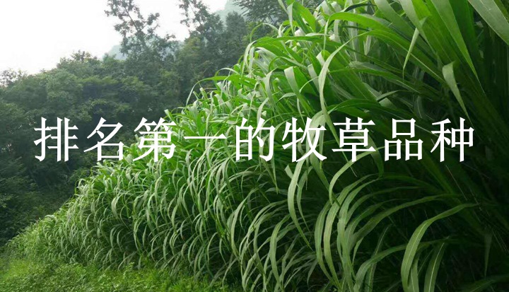 排名第一的牧草品種（多方對(duì)比）