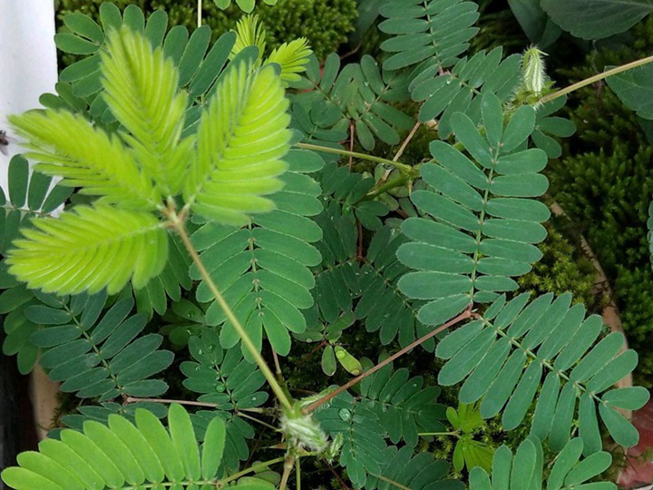 含羞草的花語(yǔ)和象征寓意