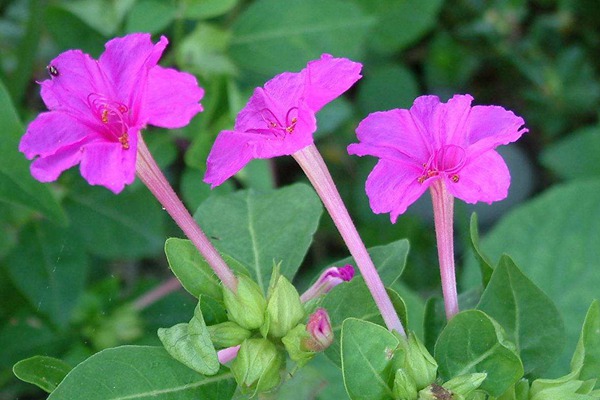 [紫茉莉]紫茉莉花期_種子種植方法