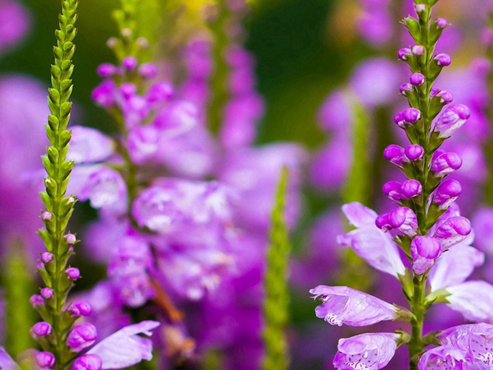 飛燕草的花期、花語(yǔ)和象征寓意