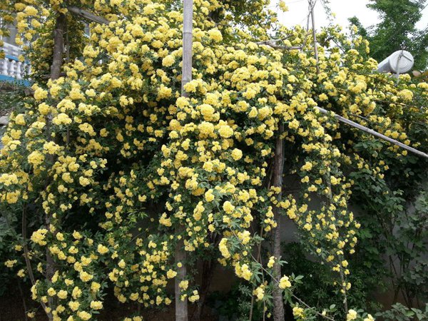 木香花冬天會落葉嗎？