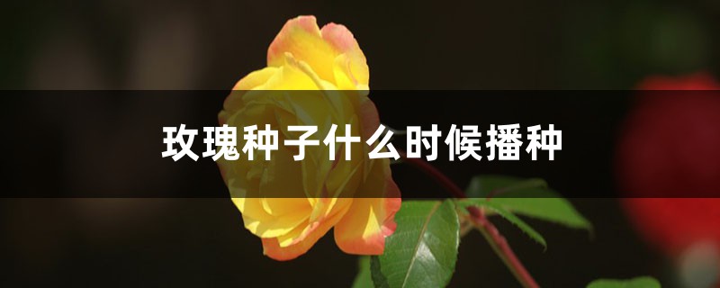 玫瑰花種子幾月播種最好