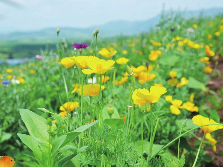 花菱草的花語和象征寓意