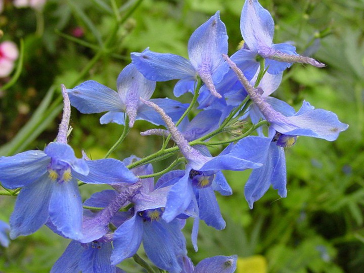 飛燕草的花期、花語(yǔ)和象征寓意