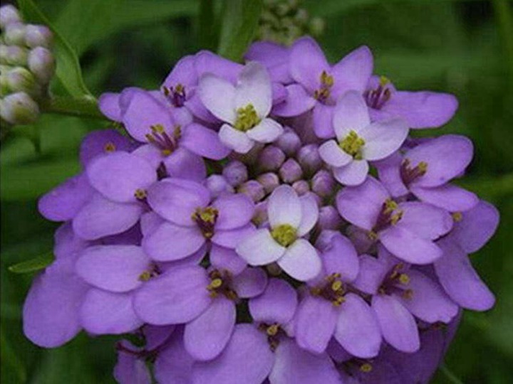 蜂室花的花語和寓意