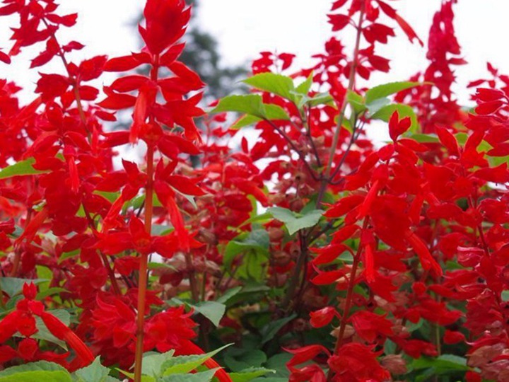 一串紅什么季節(jié)開花(一串紅的花期)