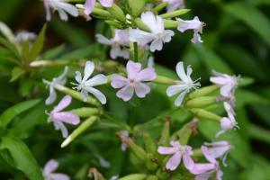 肥皂草的花語，花期是什么時(shí)候