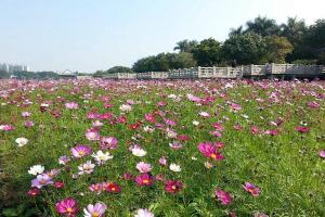 秋英花與格桑花的區(qū)別有哪些？