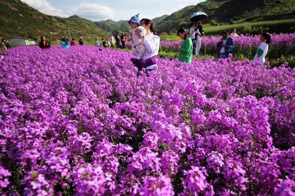 藍(lán)香芥