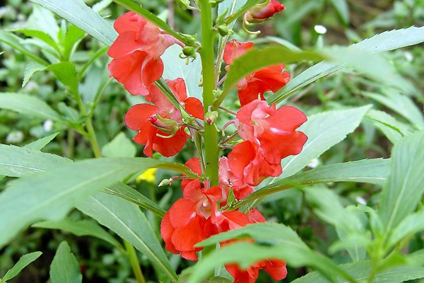 鳳仙花