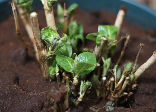 繡球花可以扦插嗎