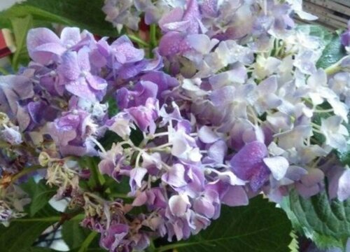 繡球花可以種在院子里嗎