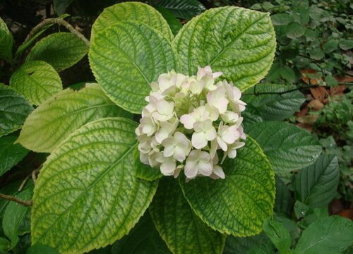 繡球花可以種在院子里嗎