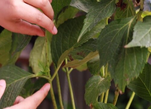 繡球花剪枝方法和注意事項