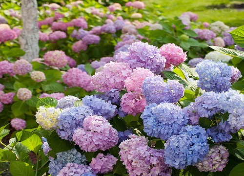 繡球花冬天會開花嗎