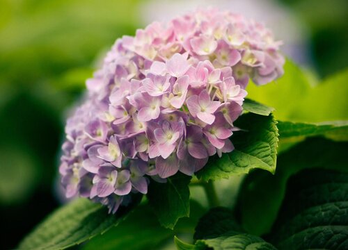 繡球花為什么叫招鬼花？