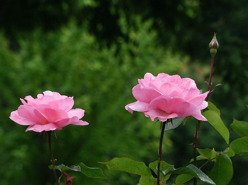 月季花用什么肥最好(月季花施肥方法)