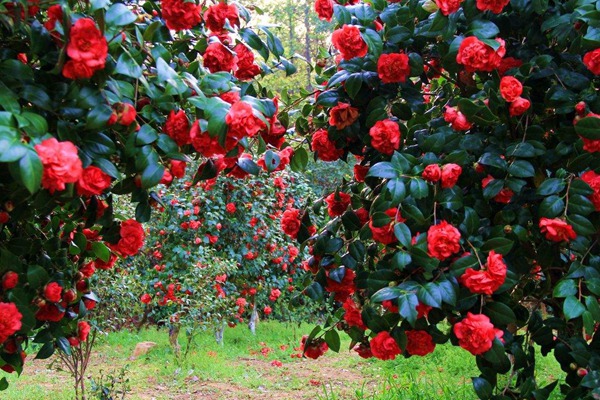 茶花種子的種植方法及后期養(yǎng)護(hù)