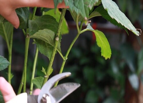 繡球花爛根是什么原因(繡球爛根如何處理)