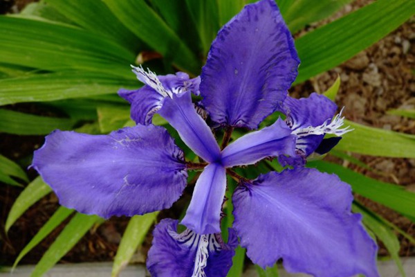 [藍(lán)花鳶尾]藍(lán)花鳶尾花期_藍(lán)花鳶尾種子種植方法