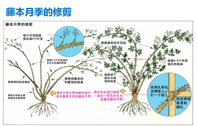 爬藤月季冬季修剪橫拉技巧（做好了來(lái)年輕松開爆花）