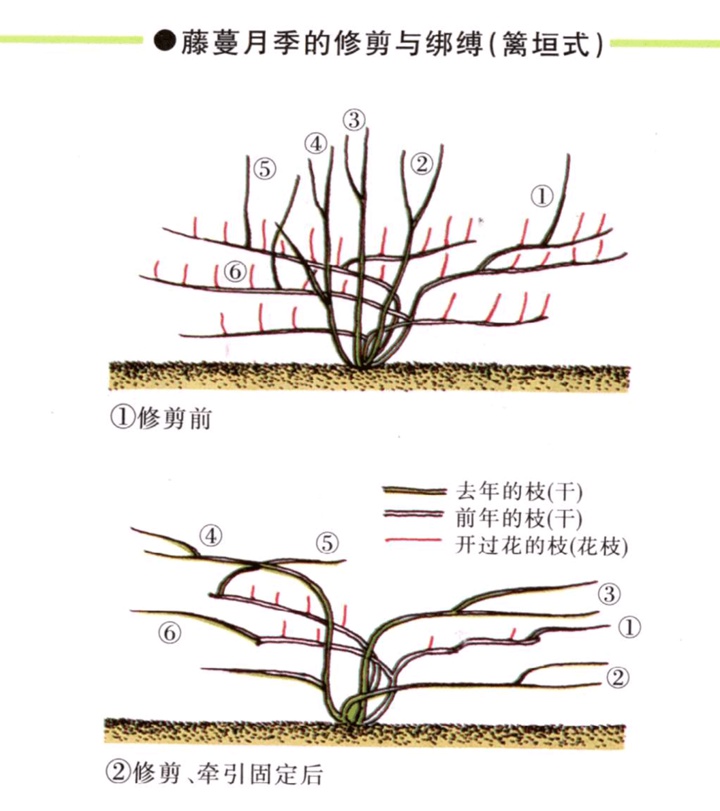 爬藤月季冬季修剪橫拉技巧（做好了來(lái)年輕松開爆花）