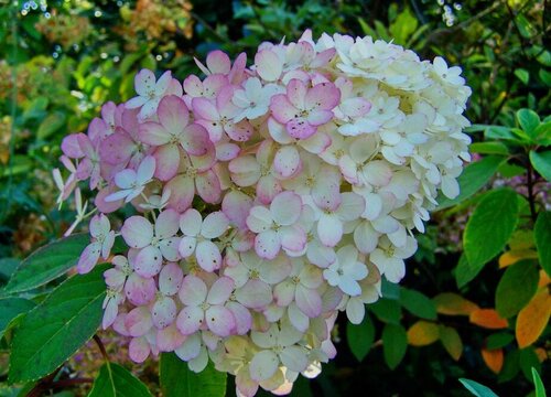 繡球花佳澄一年開幾次花