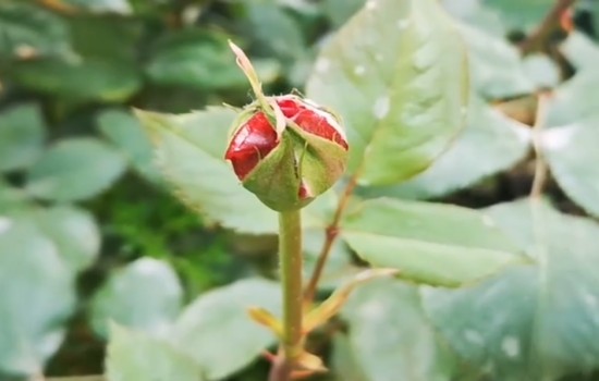 月季開花很小的原因有哪些