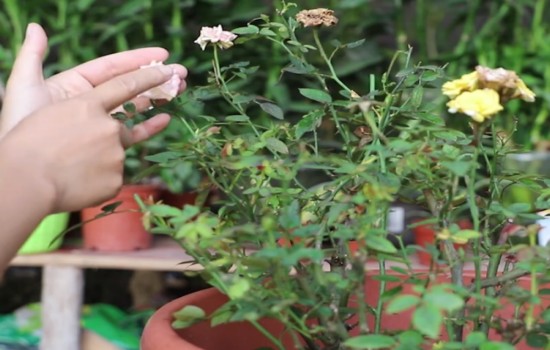 養(yǎng)好月季花的三大要素