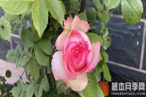 月季花冬天什么時候剪枝(月季花冬季剪枝技巧)