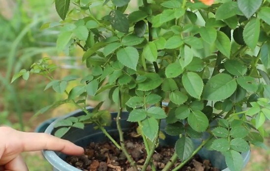 夏季月季花施什么肥料最好